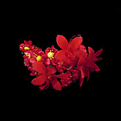 rød sateng og papir blomster headpiece