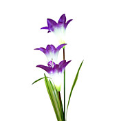 Color Changing Solar Lily Flower Stake Light