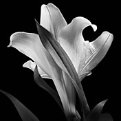 Printed Art Floral Lily by Michael Harrison