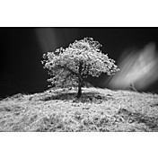 Printed Art Landscape Mr Lonely by Michael de Guzman