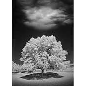 Printed Art Landscape Lone Tree & Cloud, Green Bay, Wisconsin '12 by Monte Nagler