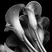 Printed Art Botanical Floral Lilies by Michael Harrison