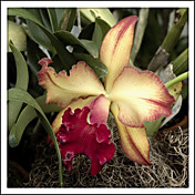 Printed Art Floral Silky Red Orchid by Harold Silverman - Flowers