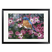 Framed Art Print Floral Bluebird/Pink Dogwood by William Vanderdasson