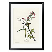Gerahmter Kunstdruck Blackburnian Warbler von Vintage Apple-Sammlung