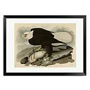 Framed Art Print White Headed Eagle by Vintage Apple Collection