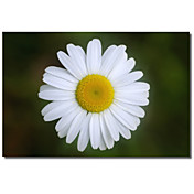 Printed Canvas Art Floral Shades Of Nature 50 by Gordon Semmens with Stretched Frame