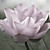  Lotus Blossom moderne mural Nature Botanique