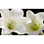  Witte lelies Moderne Botanische Natuur Mural