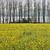  Yellow Floral Nature Mural