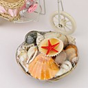 Authentic Seashells - Small